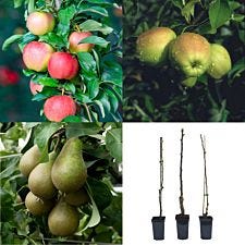 Thompson and Morgan Fruit Tree Miniature Collection 9cm Pot x 3