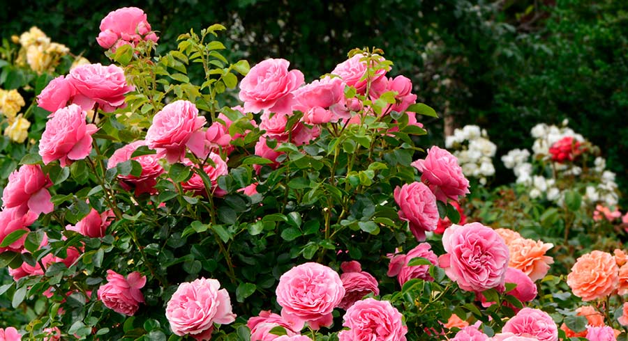 Rose Plant Care Guide