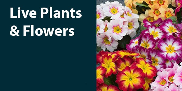 Live Plants & Flowers